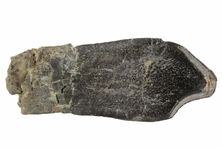 Camarasaurus Tooth - Skull Creek Quarry, Colorado #91362